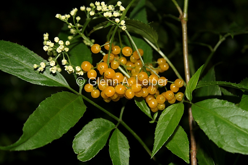 Sambucus australasica