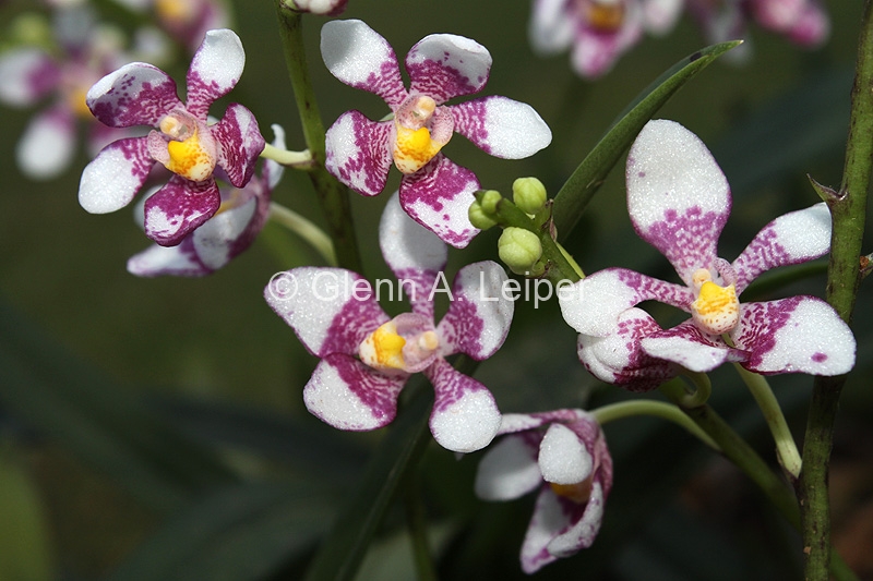 Sarcochilus fitzgeraldii