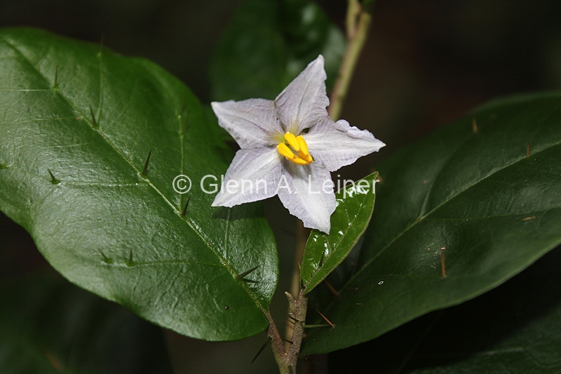 Solanum mentiens