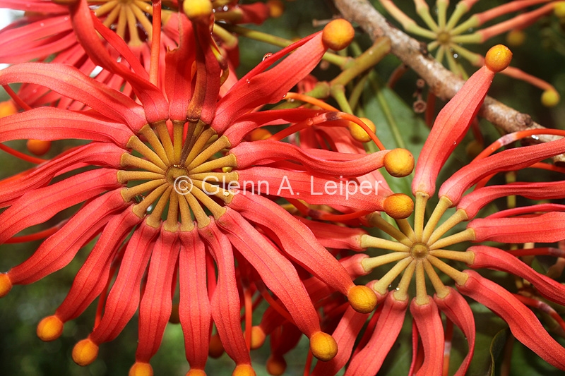 Stenocarpus sinuatus