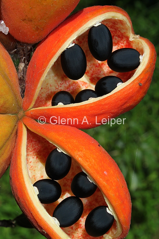 Sterculia quadrifida - Fruit