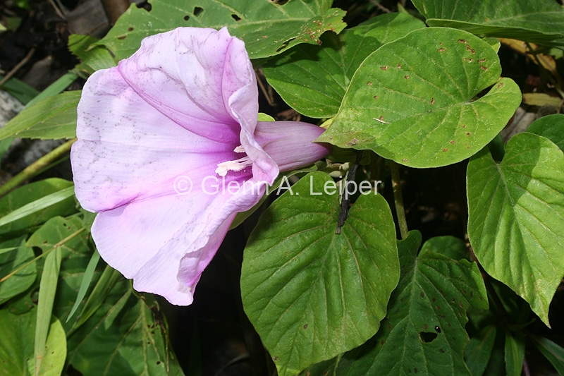 Stictocardia tiliifolia