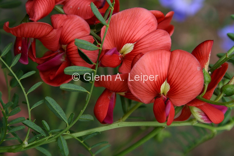 Swainsona queenslandica