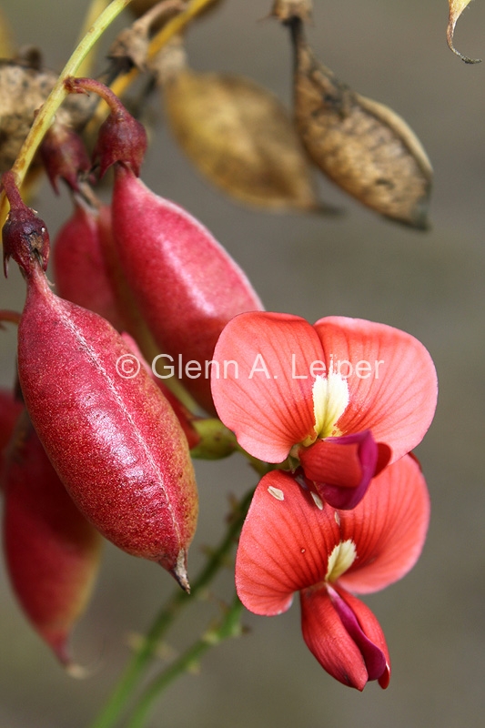 Swainsona queenslandica