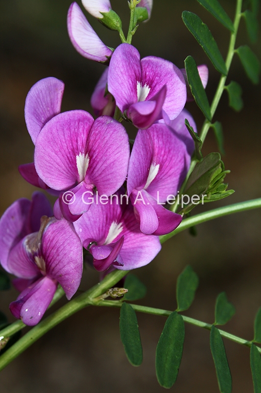 Swainsona galegifolia