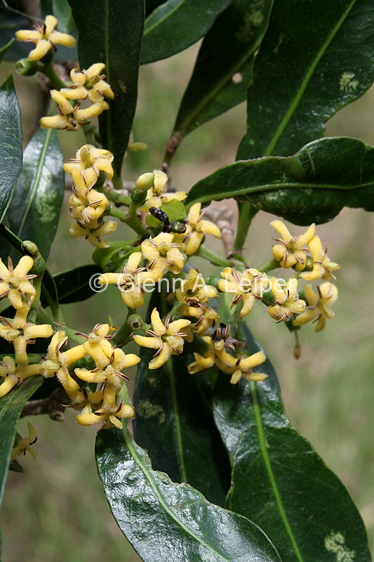 Triflorensia cameronii