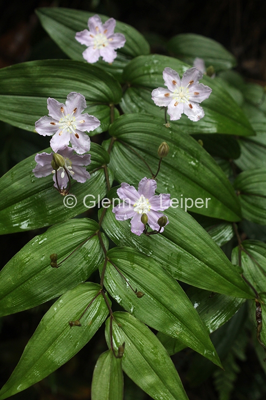 Tripladenia cunninghamii