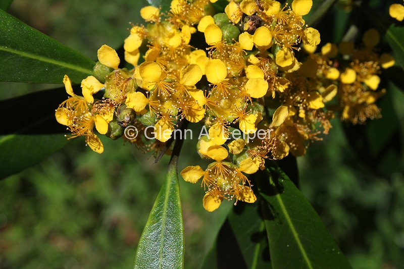 Tristaniopsis laurina