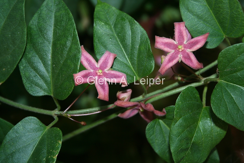 Tylophora grandiflora