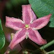 Tylophora grandiflora