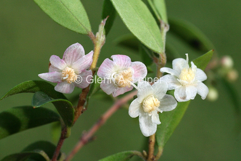 Uromyrtus lamingtonensis