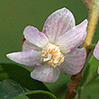 Uromyrtus lamingtonensis