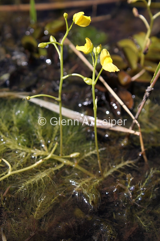 Utricularia aurea