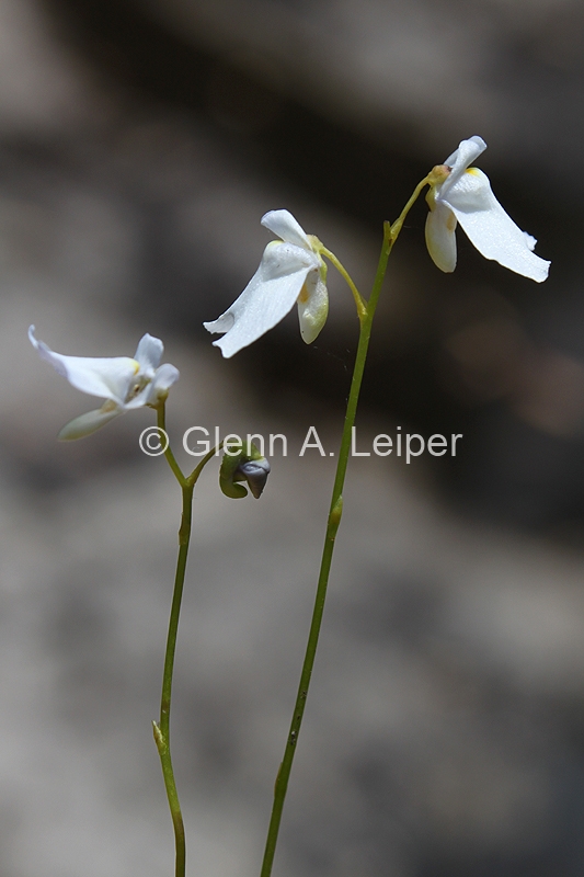 Utricularia biloba - White Form