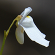 Utricularia biloba - White Form