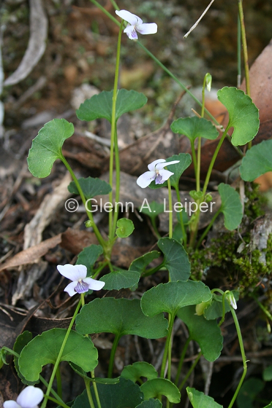 Viola silicestris