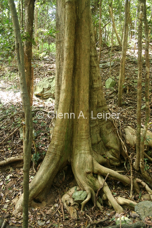 Vitex lignum-vitae - Trunk