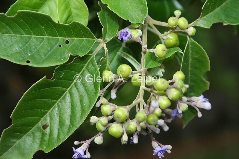 Vitex trifolia