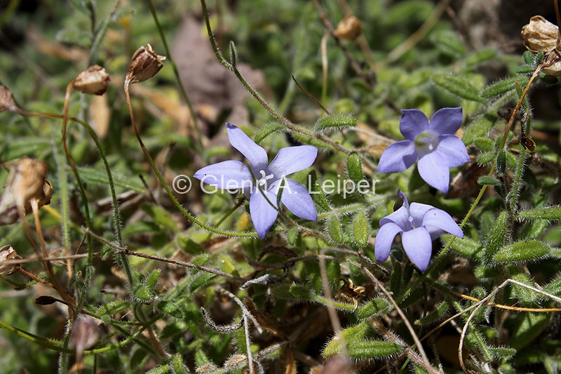 Wahlenbergia scopulicola