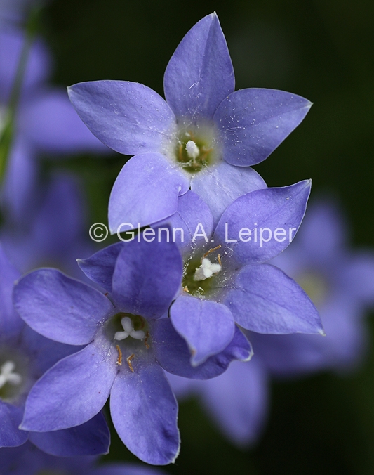 Wahlenbergia stricta