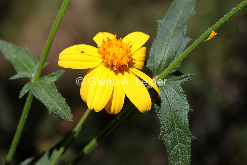 Wedelia spilanthoides Mt Mee