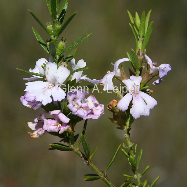 Westringia tenuicaulis