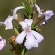 Westringia tenuicaulis
