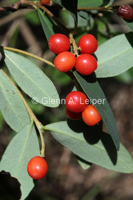 Wikstroemia indica - Fruit
