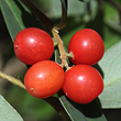 Wikstroemia indica - Fruit