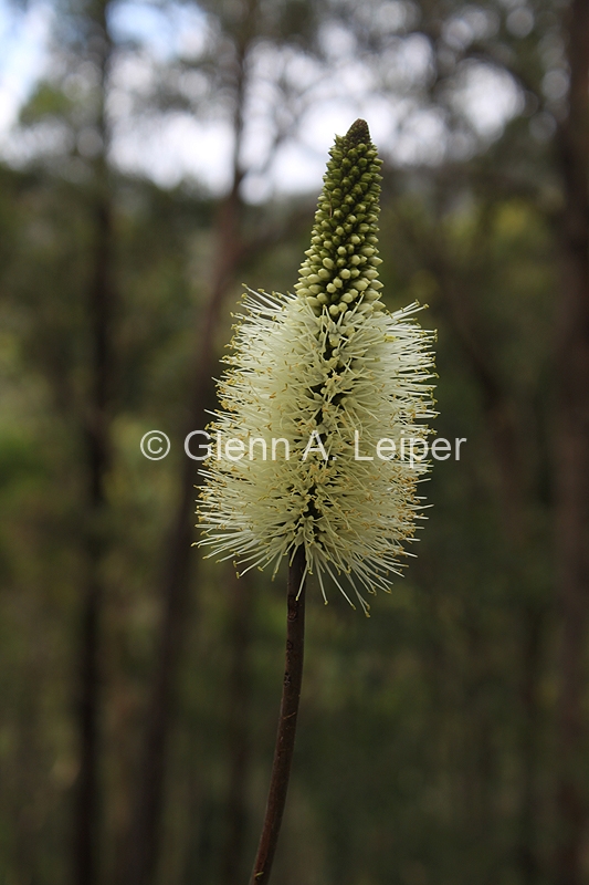 Xanthorrhoea macronema