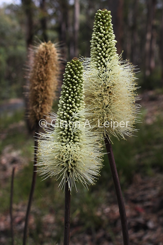 Xanthorrhoea macronema