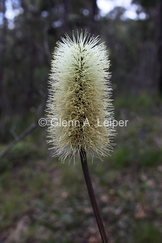 Xanthorrhoea macronema