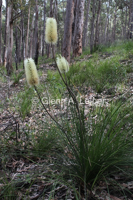 Xanthorrhoea macronema - Habit