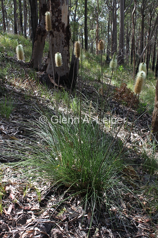 Xanthorrhoea macronema - Habit