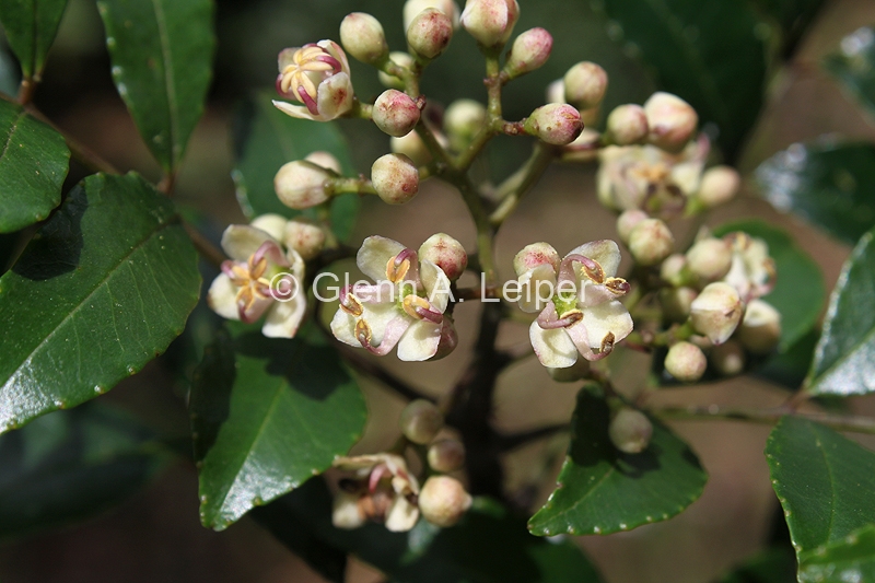 Zanthoxylum brachyacanthum