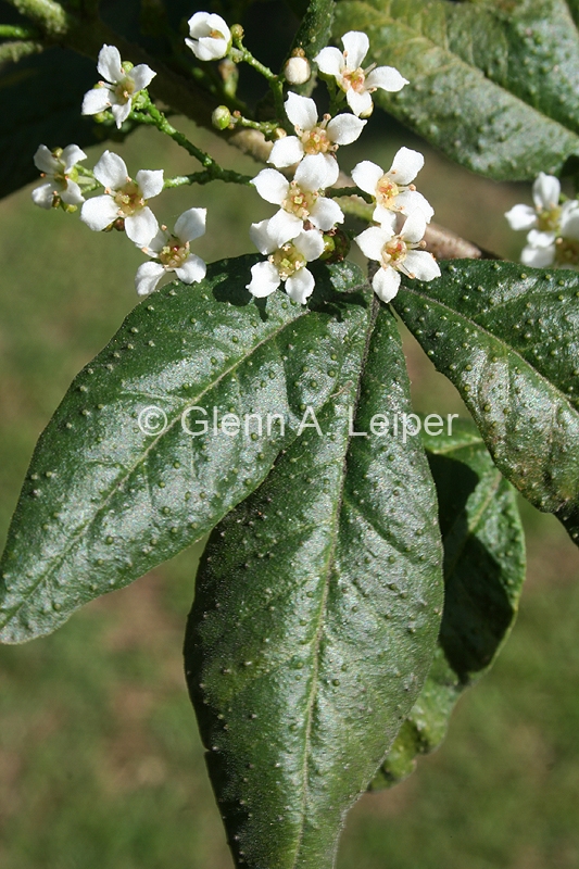 Zieria furfuracea subsp. gymnocarpa