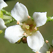 Zieria furfuracea subsp. gymnocarpa