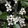 Zieria montana