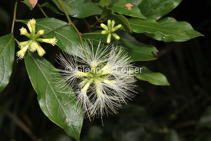 Mangroves to Mountains - Gallery - Archidendron muellerianum